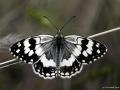 Melanargia larissa (Anadolumelikesi)